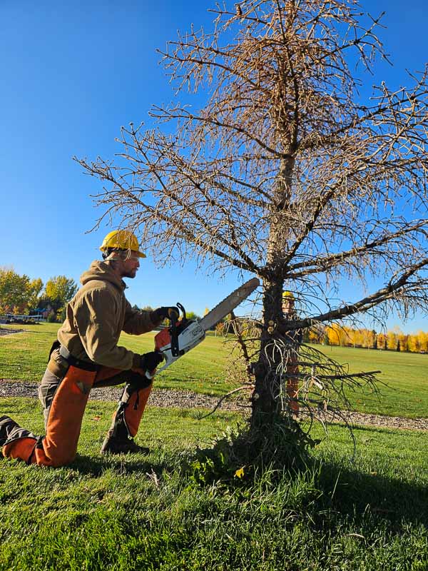 Chris chainsawing @ Molenaar Park
