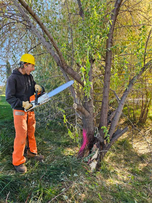 Mason joyfully cutting a tree