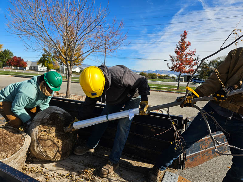 These Trees are Heavy (Molenaar)